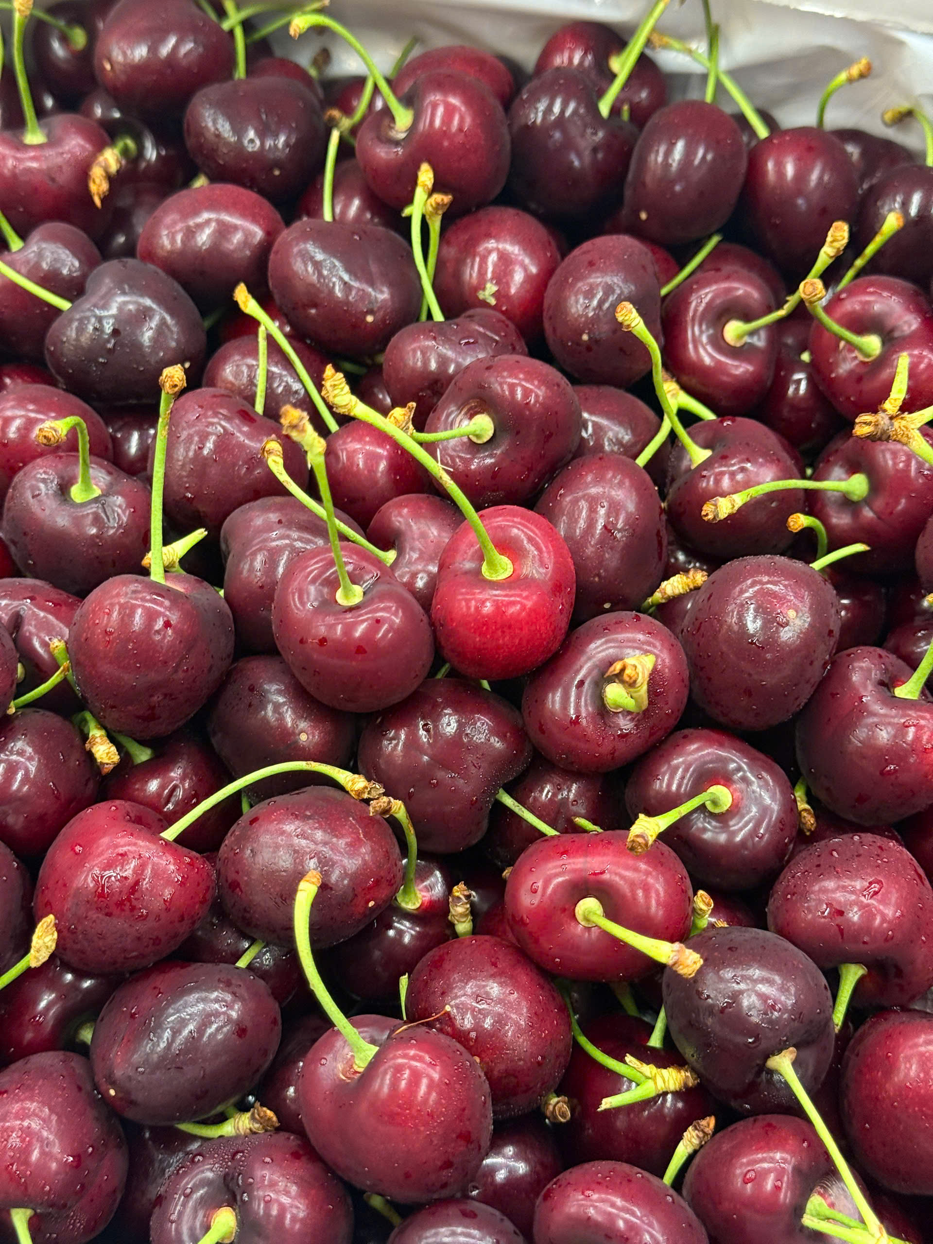 Cherry Mỹ chuông 🔔 mới đạp